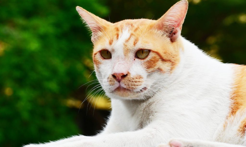 What Causes Tear Stains in Dogs and Cats?