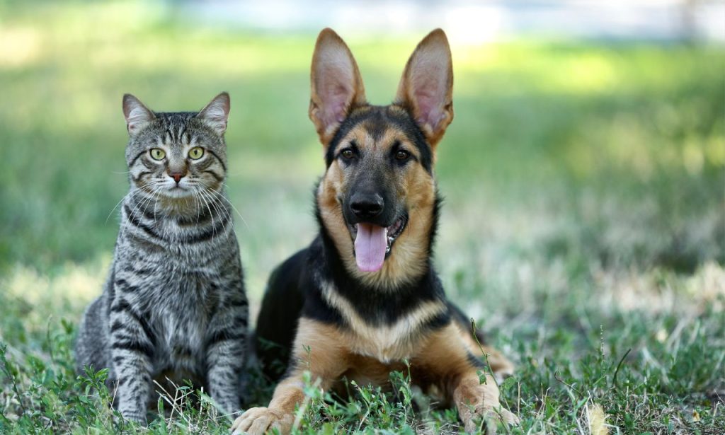 What Causes Tear Stains in Dogs and Cats?
