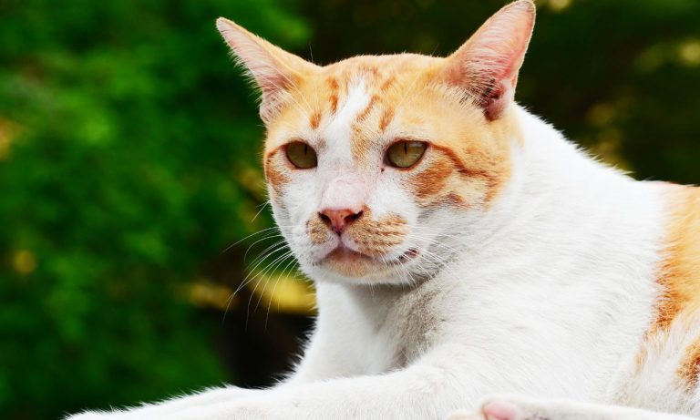 What Causes Tear Stains in Dogs and Cats?