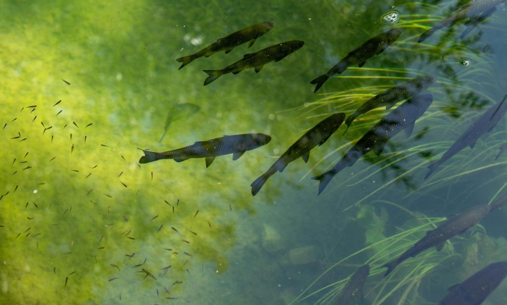 Why Do Fish Tanks Grow Algae So Quickly?