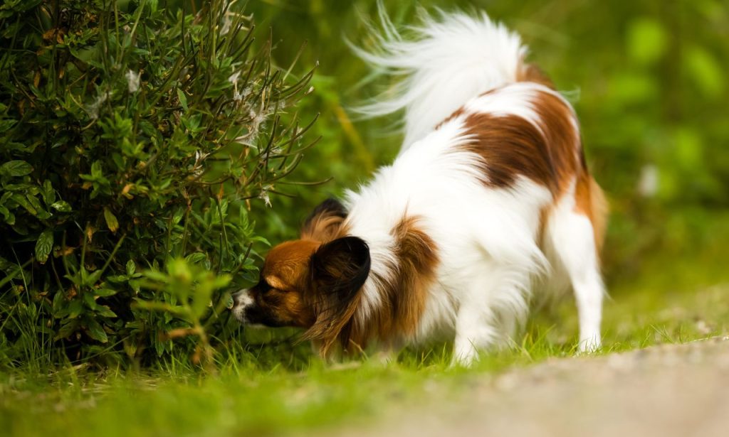 What Smells Calm Anxious Pets Naturally?