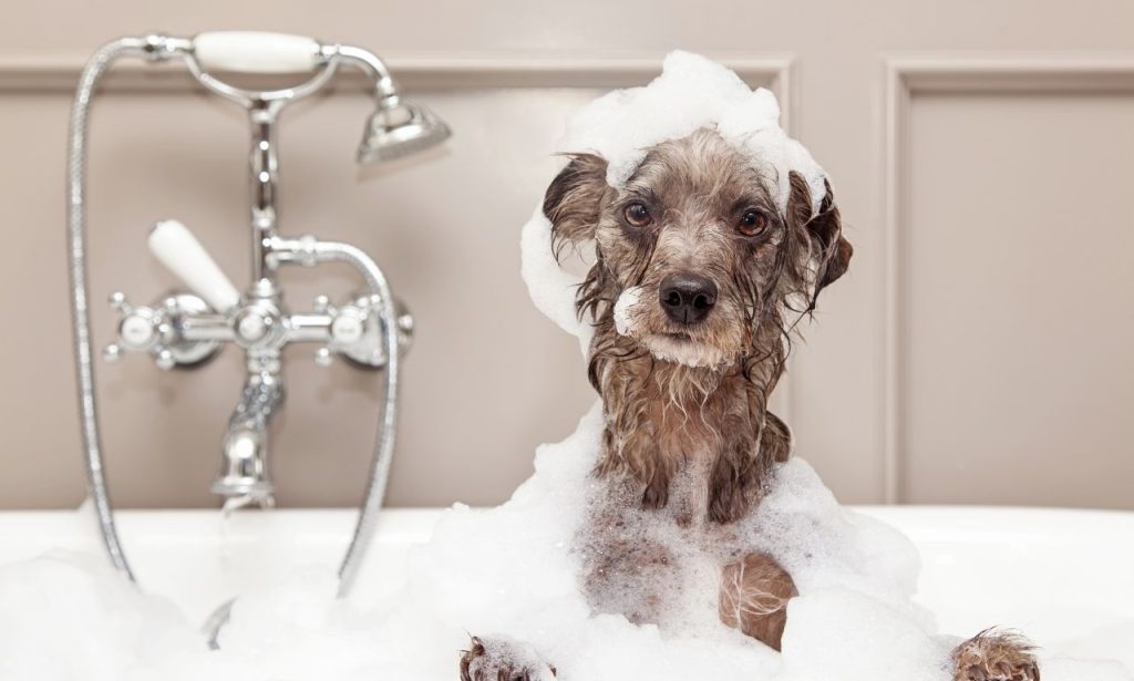 Are Pet Wipes Safe for Everyday Use?
