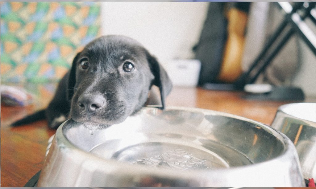 How Often Should You Wash Your Pet's Food and Water Bowls?