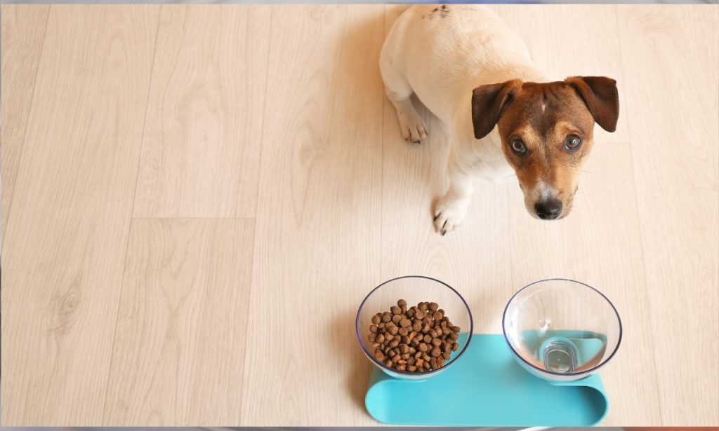 How Often Should You Wash Your Pet's Food and Water Bowls?
