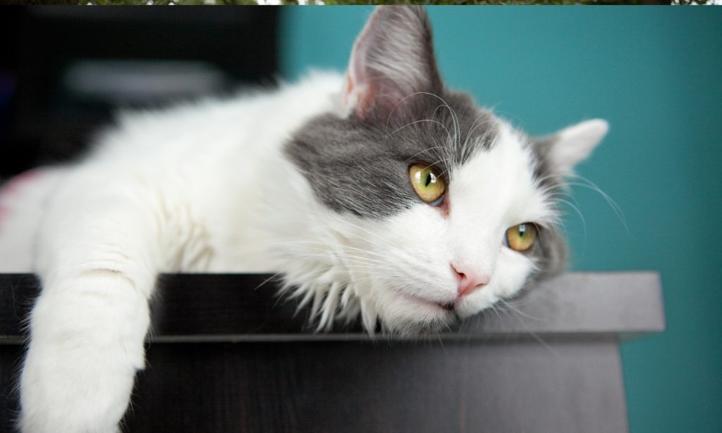 What Are Signs a Pet Is Bored Indoors?