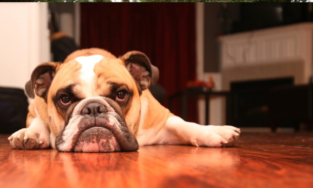 What Are Signs a Pet Is Bored Indoors?