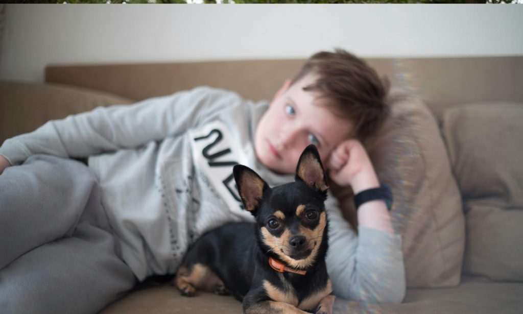 What Are Signs a Pet Is Bored Indoors?