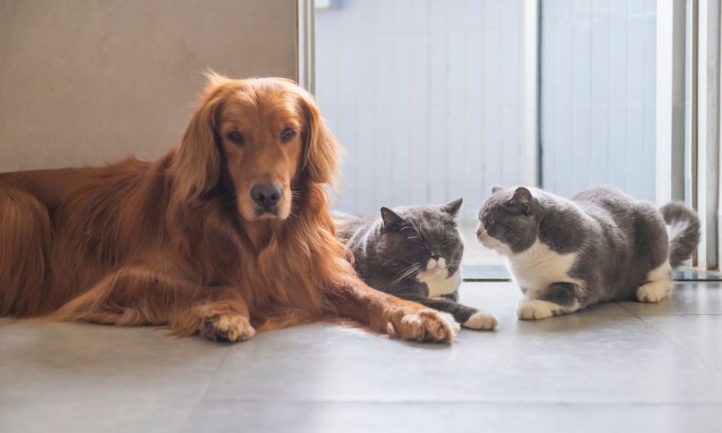 Can Indoor Pets Develop Seasonal Depression?

