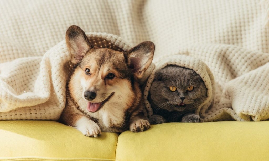 Can Indoor Pets Develop Seasonal Depression?