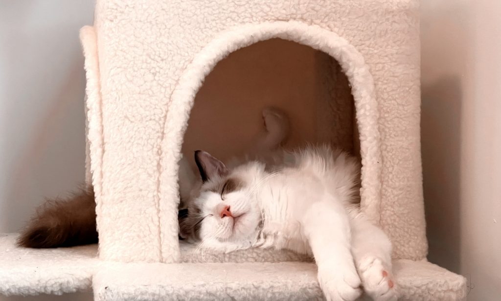 Why Do Cats Bring Dead Insects Into the House?