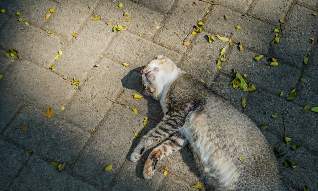 Why Do Cats Bring Dead Insects Into the House?