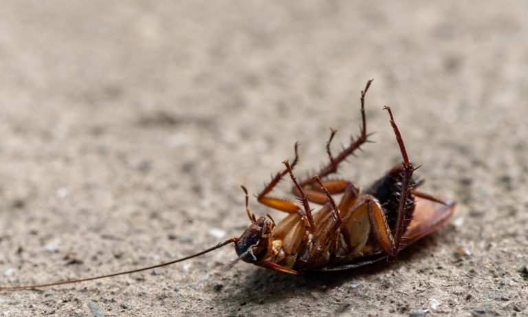 Why Do Cats Bring Dead Insects Into the House?