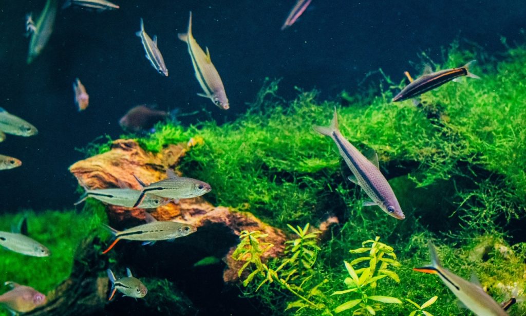 How Can I Cool Down a Fish Tank Naturally?