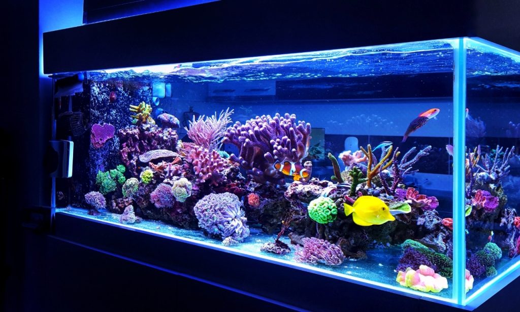 How Can I Cool Down a Fish Tank Naturally?