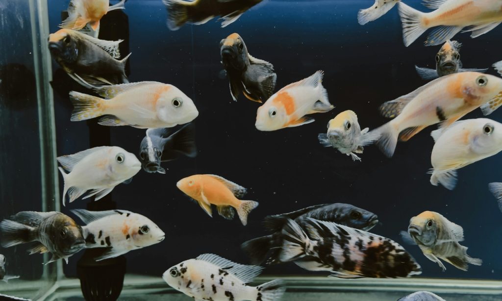 How Can I Cool Down a Fish Tank Naturally?