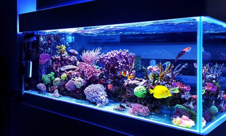 How Can I Cool Down a Fish Tank Naturally? How Can I Cool Down a Fish Tank Naturally?