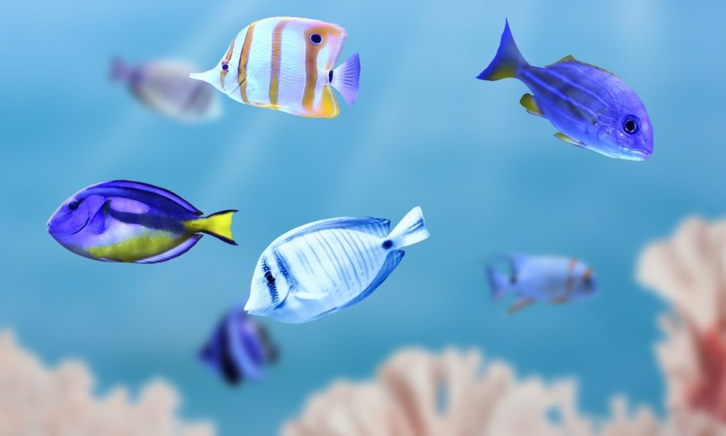 Why Do Fish Chase Each Other Suddenly?