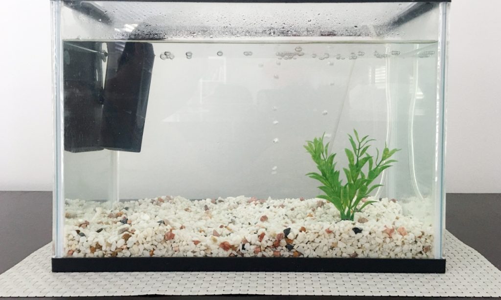 Why Do Fish Chase Each Other Suddenly?