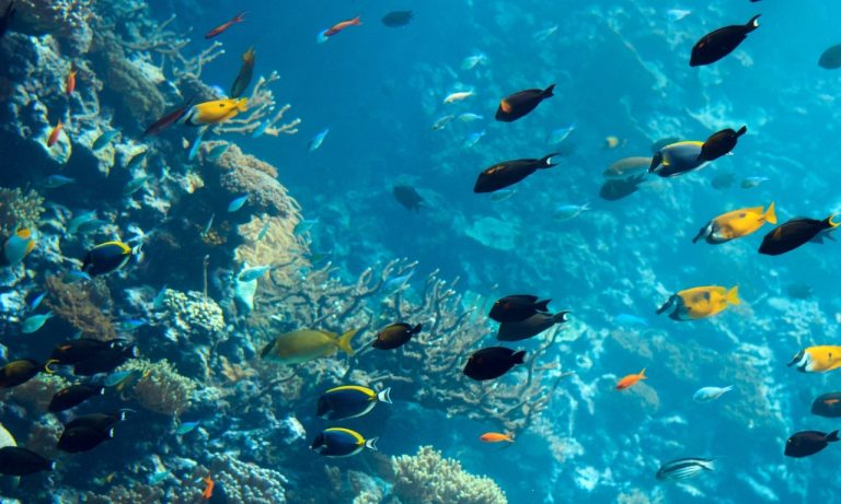Why Do Fish Chase Each Other Suddenly?