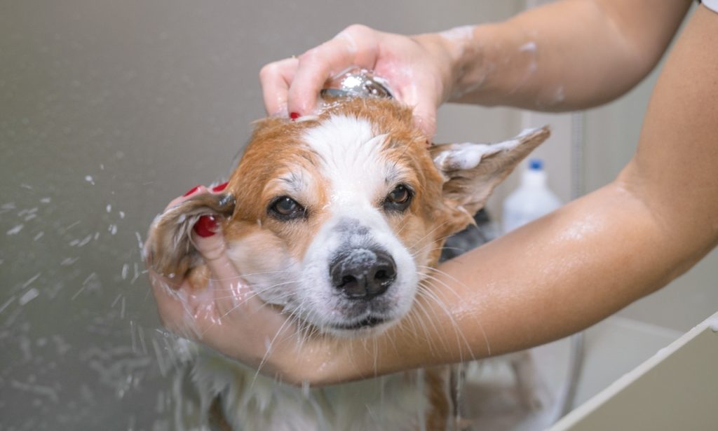 Can Human Shampoo Harm Pets?