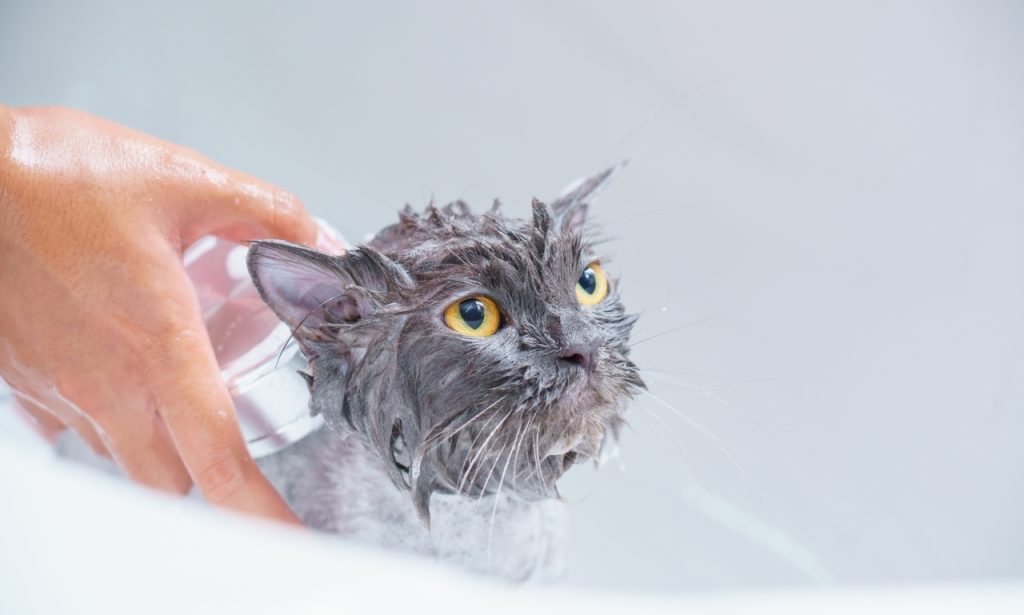 Can Human Shampoo Harm Pets?