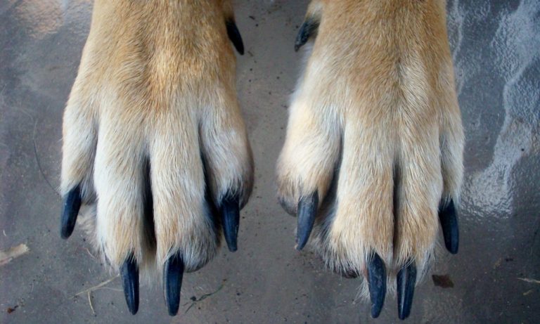 What Happens if Pet Nails Get Too Long?