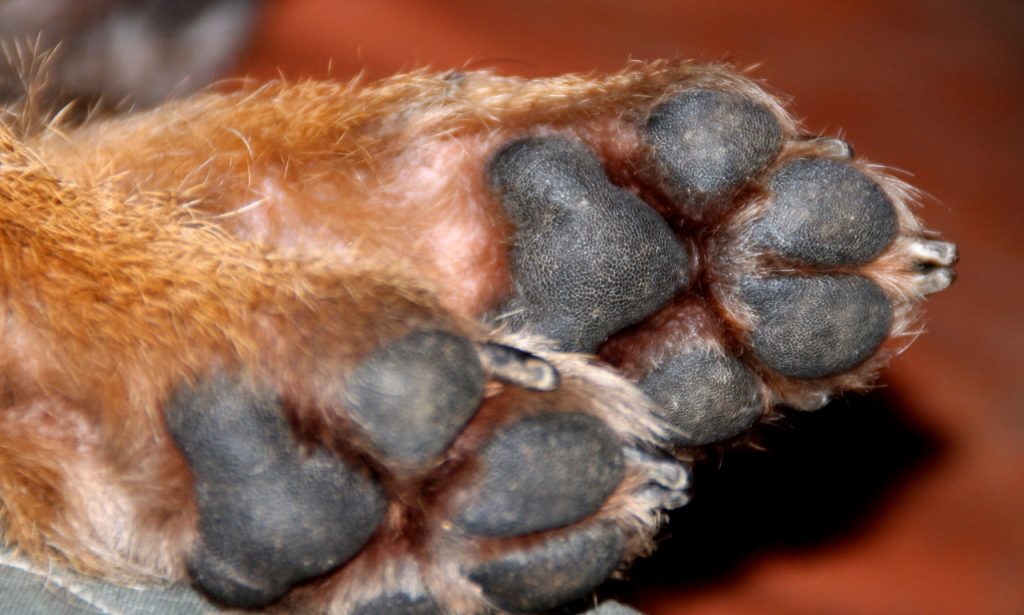 What Happens if Pet Nails Get Too Long?