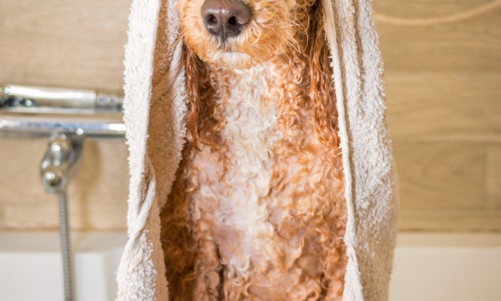 Why a Pet Can Develop Stronger Skin or Coat Odors Shortly After Being Bathed
