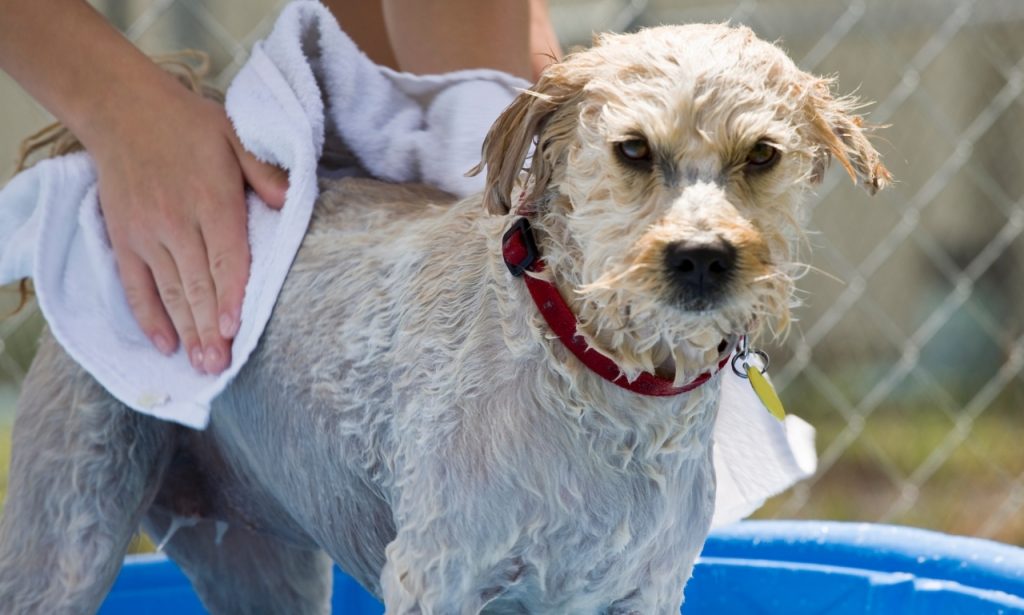 Why a Pet Can Develop Stronger Skin or Coat Odors Shortly After Being Bathed