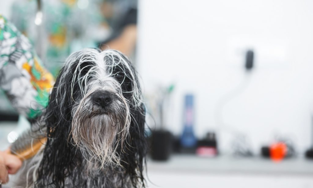 Why a Pet Can Develop Stronger Skin or Coat Odors Shortly After Being Bathed