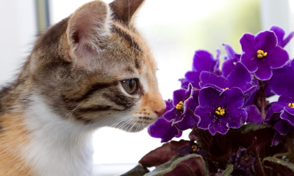 What Smells Do Cats Hate the Most?