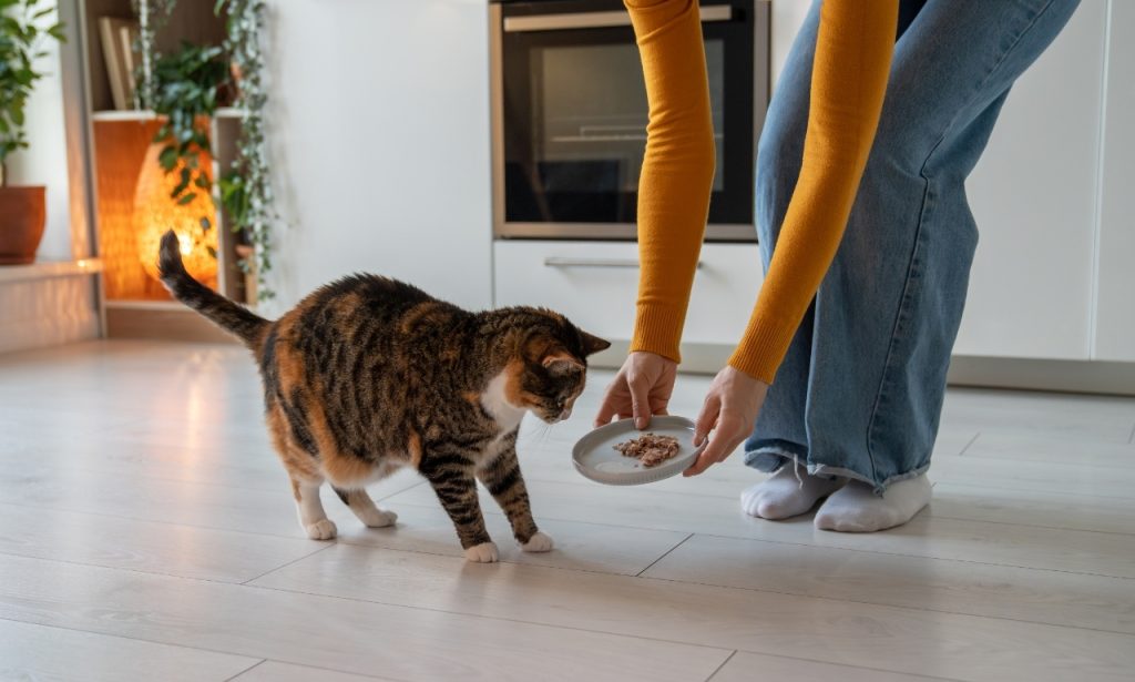 What Smells Do Cats Hate the Most?
