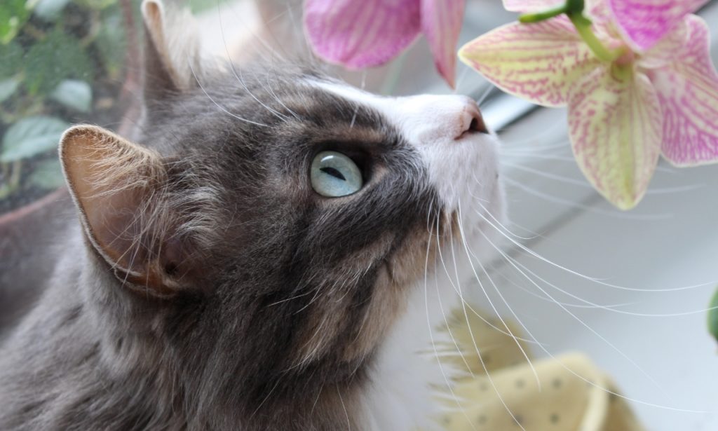 What Smells Do Cats Hate the Most?